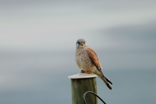 Turmfalke