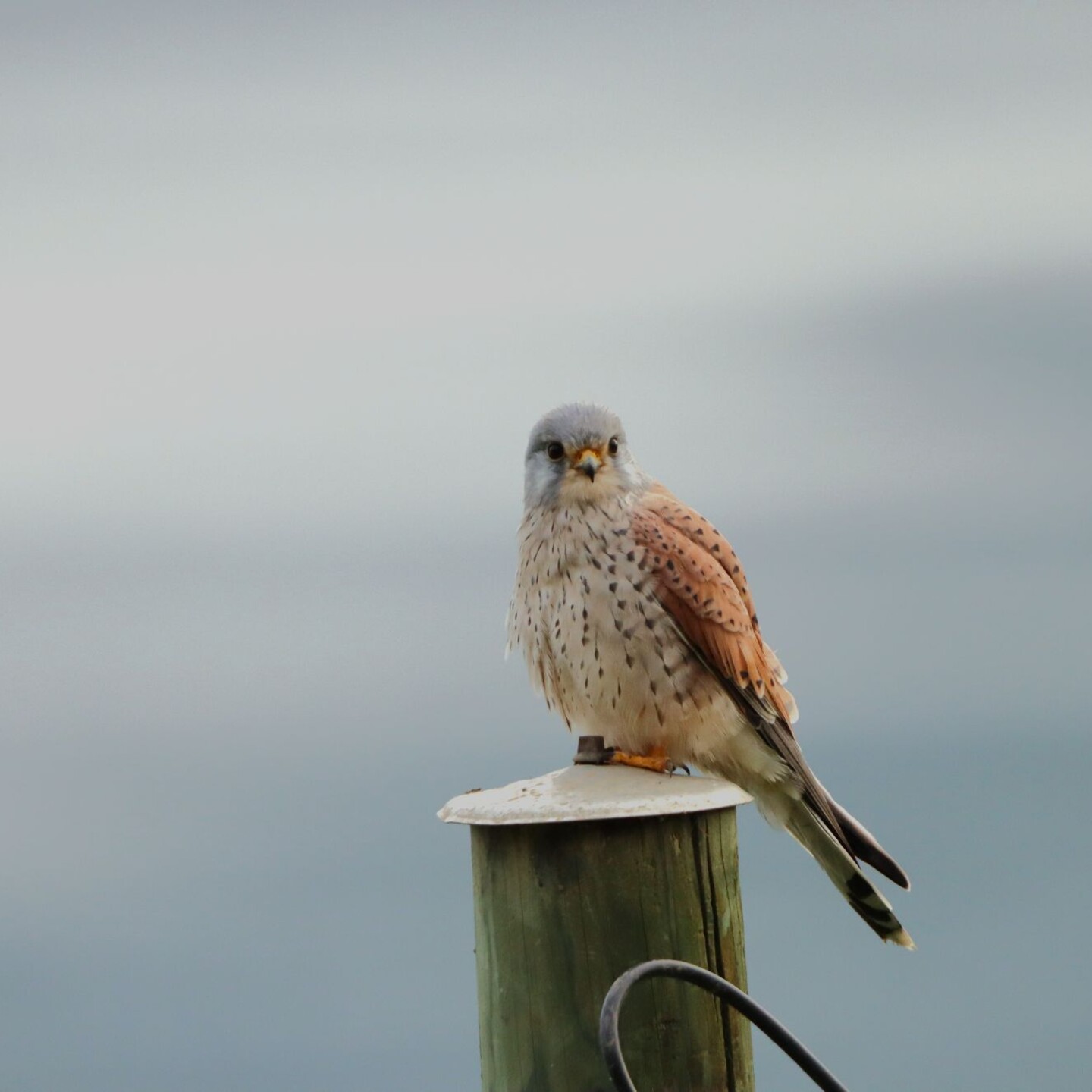 Turmfalke