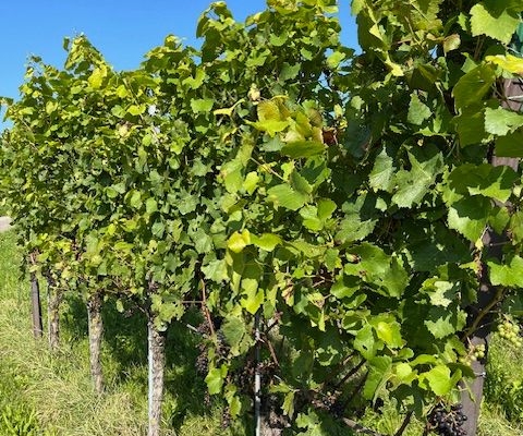 Herbstliche Klettgauer Rebberge