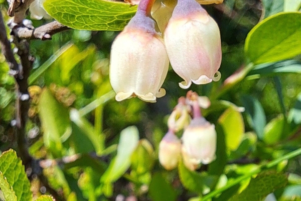 2025_06_19_112939_Vaccinium_vitis_idaea_Preiselbeere